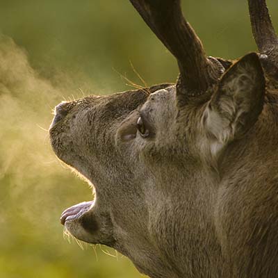 Edelhertenbronst op koude ochtend in oktober in de Oostvaardersplassen. red deer rut on cold october morning in the Oostvaardersplassen. Burlend hert met ademdamp ademwolkjes. Displaying stag with dampy breath. Ruben Smit Digital Image Archive