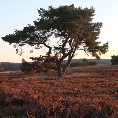 400x400 natuur 400x400 natuur